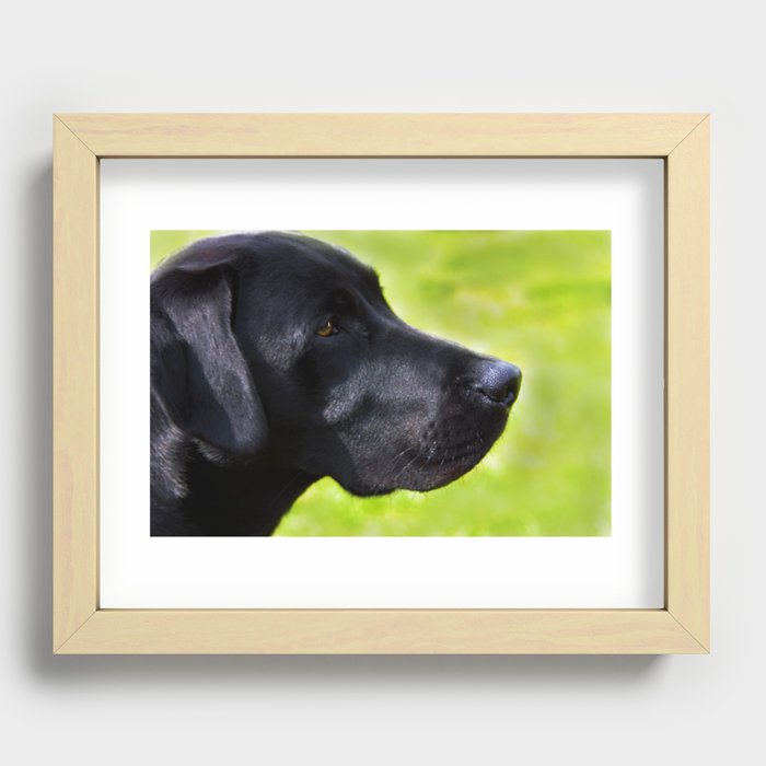 Black  Labrador Recessed Framed Print