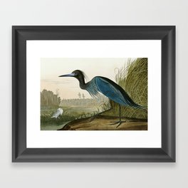 Little Blue Heron - John James Audubon's Birds of America Print Framed Art Print