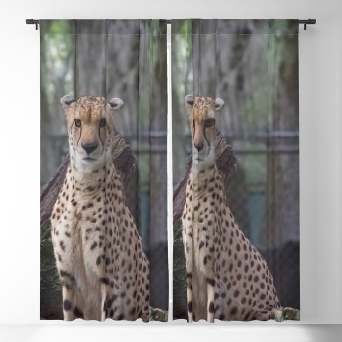 cheetah on high alert Blackout Curtain