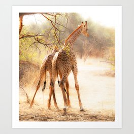 Playful Giraffes Art Print