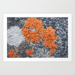 Orange Lichen Art Print