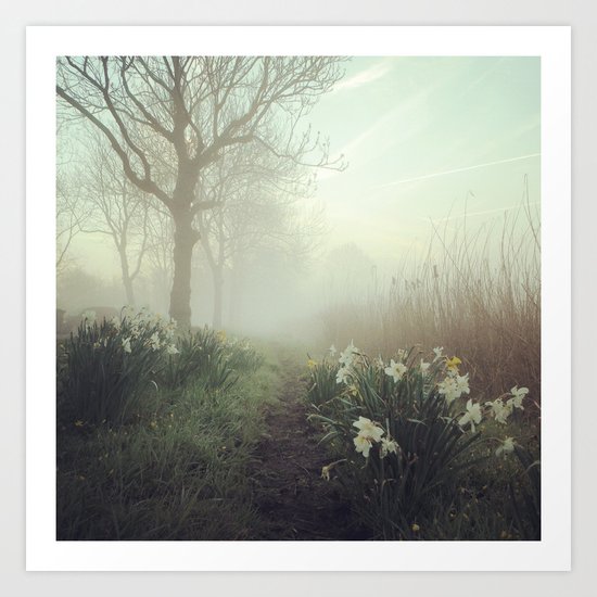Daffodils in the mist Art Print