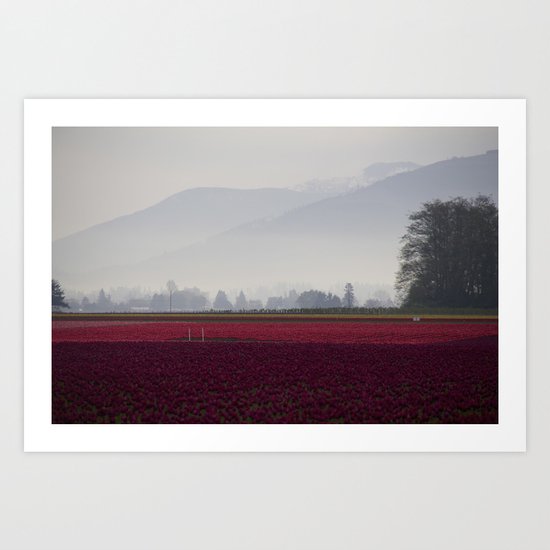 Tulip Fields in the Morning Light Art Print