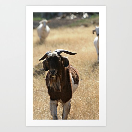 Goat Art Print