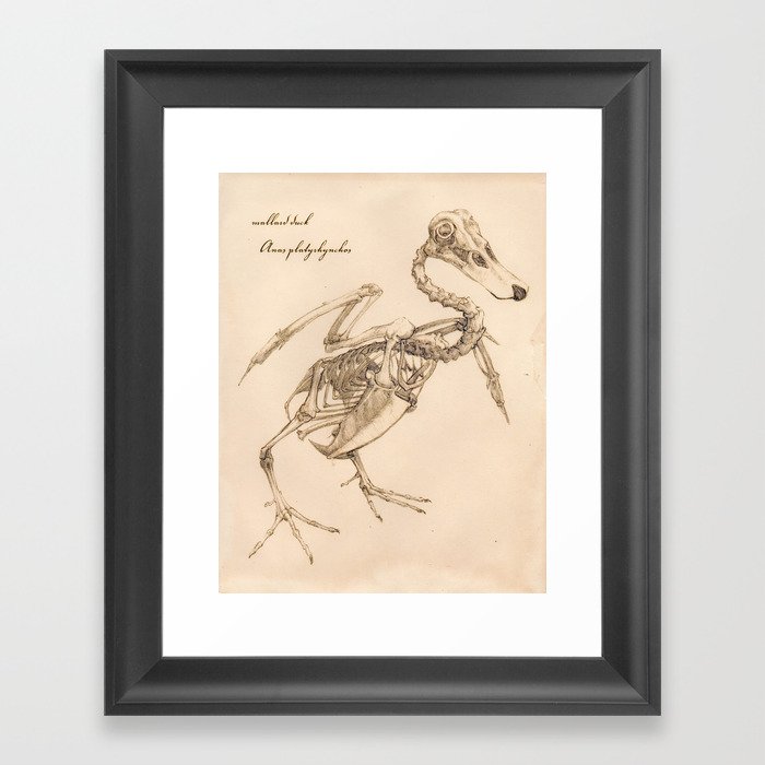 Vintage Skyle Duck Skeleton Framed Art Print