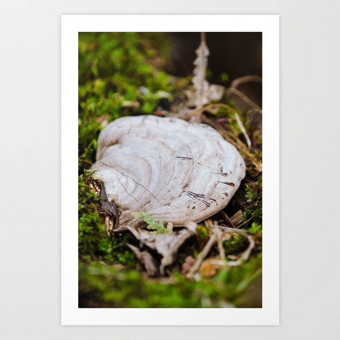 Hoof Fungus Photograph Art Print