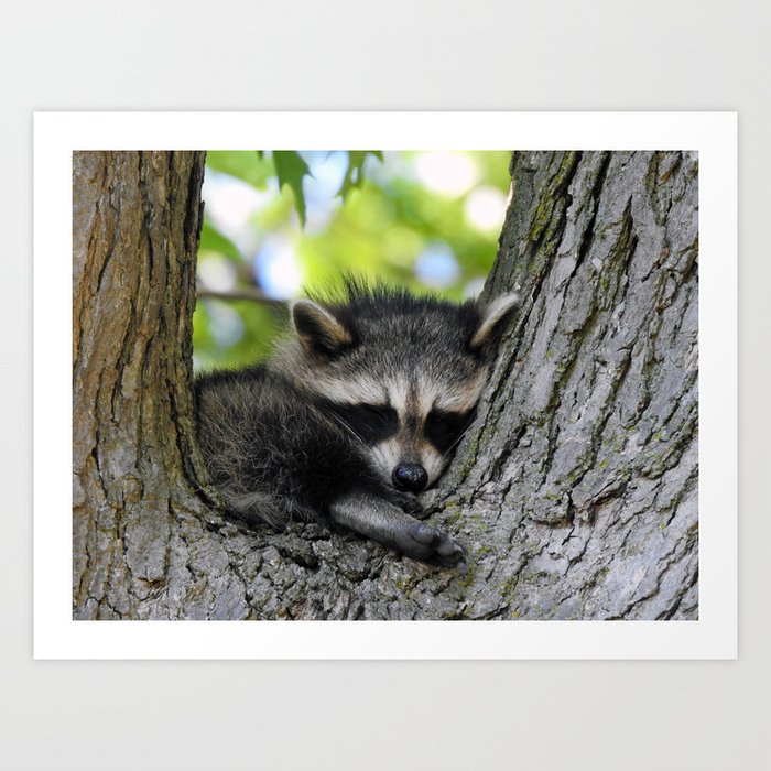 Baby Raccoon Asleep in a Tree Art Print