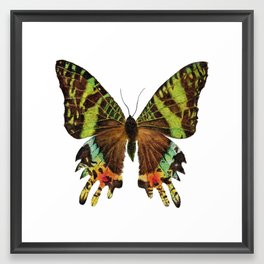 Madagascan Sunset Moth Watercolor Vintage Butterfly  Framed Art Print