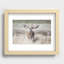 Red deer stag calling Recessed Framed Print
