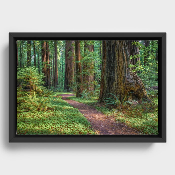 Framed Canvas