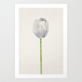 White Tulip Art Print
