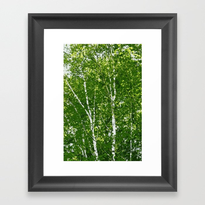 Birch Trees Photo Art Framed Art Print