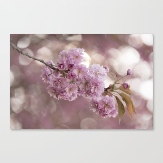 Japanese cherryblossoms in LOVE Canvas Print