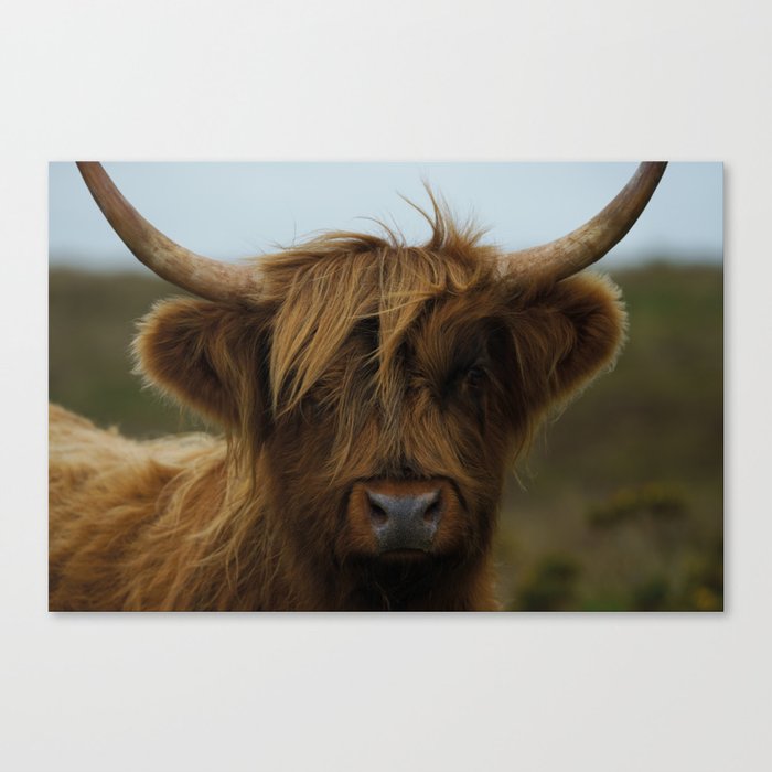 Highland Cow Wrapping Paper by rawshutterbug