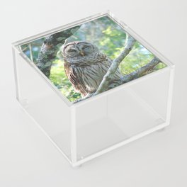 Smiling Owl Acrylic Box