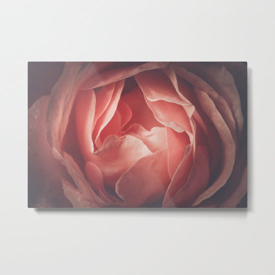 Pastel pink rose flower blossom Metal Print