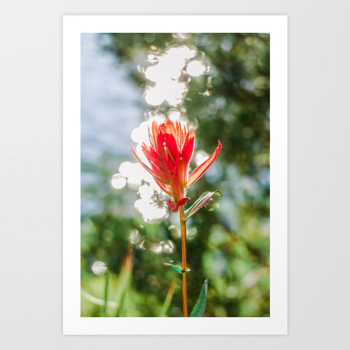 Idaho Wildflower - Nature Photography Art Print