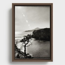 B&W photo of a lonely tree  Framed Canvas