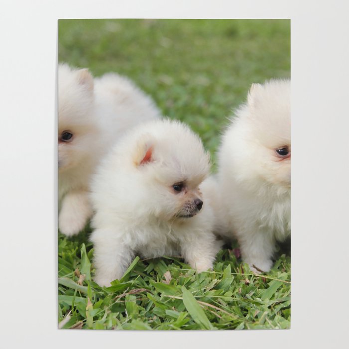 Three New White Pomeranian Puppies Playing Poster by Bunker Store
