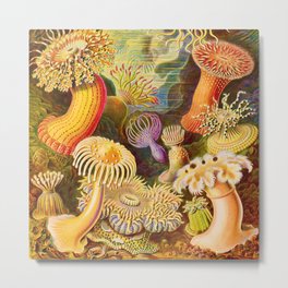 Ernst Haeckel "Actiniae - Heliactis (Coral)" Metal Print | Heliactis, Drawing, Coral, Ernsthaeckelprints, Ernsthaeckel, Ernsthaeckelimages, Artformsinnature, Ernsthaeckelmugs, Actiniae Heliactis, Ernsthaeckelart 