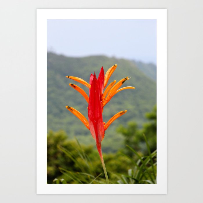 Fosforito, Tropical flower Art Print