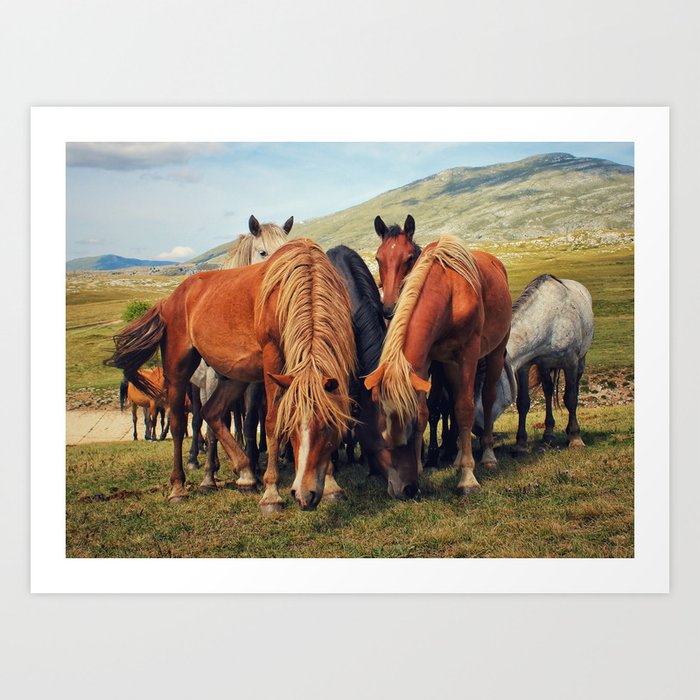 Wild horses in Livno in Bosnia and Herzegovina Art Print