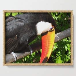 Brazil Photography - Wonderful Toco Toucan Looking Down From A Branch Serving Tray
