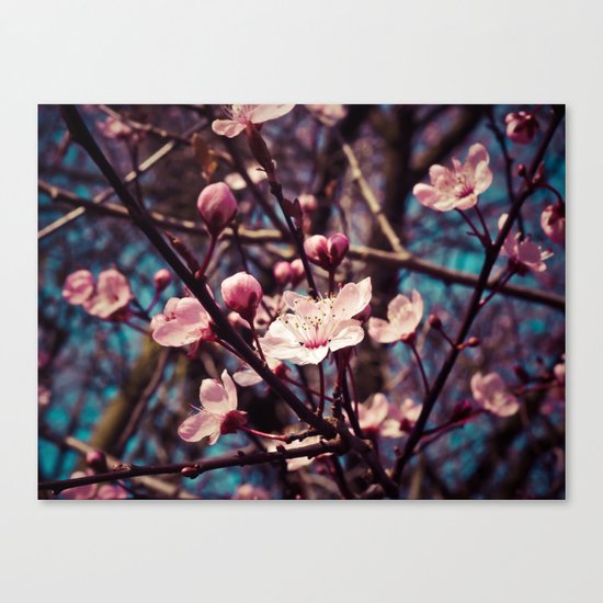 almond blossom Canvas Print