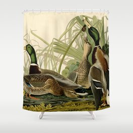 Mallard Ducks Shower Curtain | Animal, Mallard, Audobon, Vintage, Nature, Drawing, Ducks, Mallardducks, Birds 