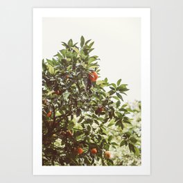Orange Tree Photo - Boho Art - Warm Neutral Tones - Nature Photography Art Print