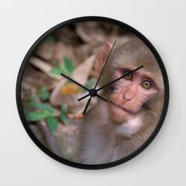 Young Rhesus Macaque with Food in Cheeks Wall Clock