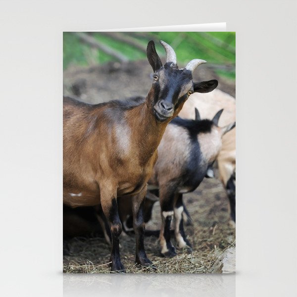 Curious Goat Facing Camera  Stationery Cards