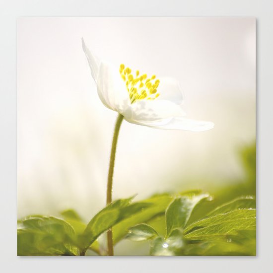 Wood Anemone Canvas Print