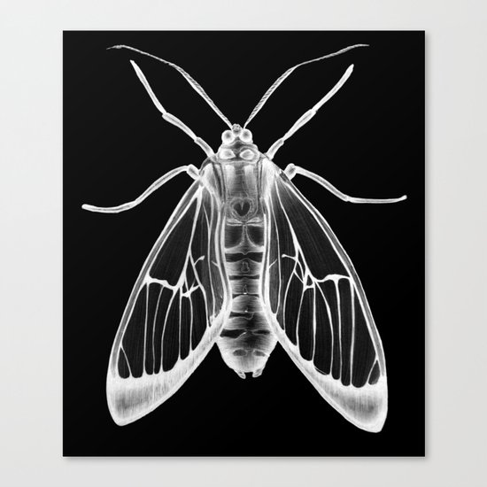 Wasp Moth II Canvas Print