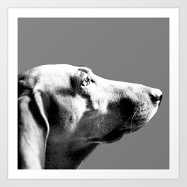 Italian bloodhound b/w Art Print