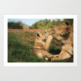 Lion and Cub Art Print | Zoo, Bigcats, Photo, Wildlifephotography, Lion, Colourphotography, Colour, Lioncub, Wildlife, Conservation 