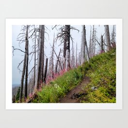 Take a walk through the burnt section... Art Print