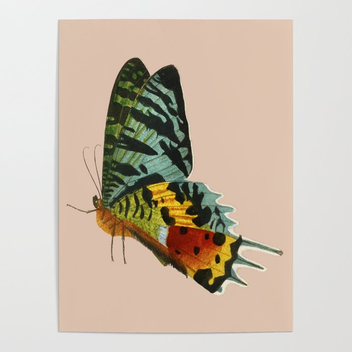 Madagascan Sunset Moth Poster