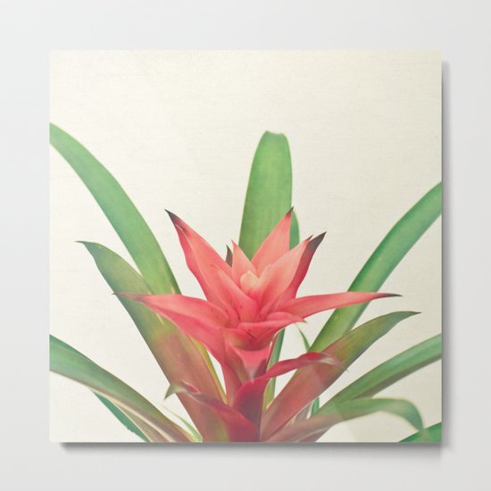 Bromelia Metal Print