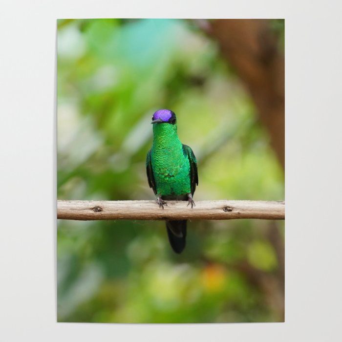 Violetcapped Woodnymph Hummingbird Poster