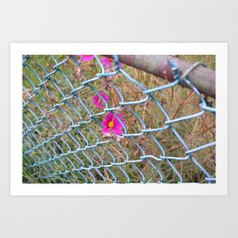 Flower in Fence Art Print