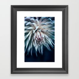 Majestic Cactus Dahlia Kennemerland Framed Art Print