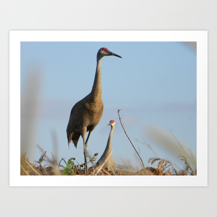 Cranes on the Lookout Art Print