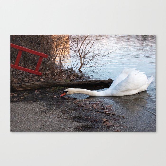 Not Your Usual Swan Photo Canvas Print