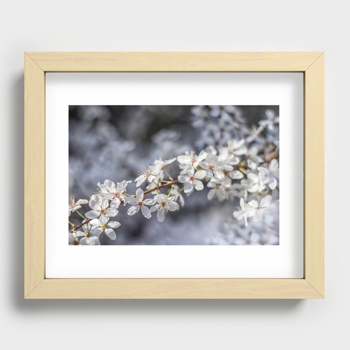 Beautiful flowers of a blooming almond tree in spring Recessed Framed Print