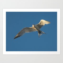 Sequence of Terns 2 of 6 Art Print