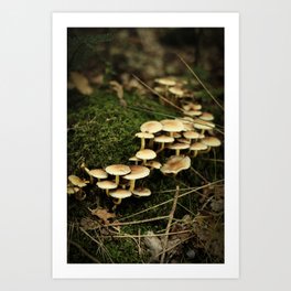 A group of Mushroom in the Forest, it's Autumn! | The Netherlands | Color Photography | Nature photography | Photo Print | Art Print Art Print Art Print