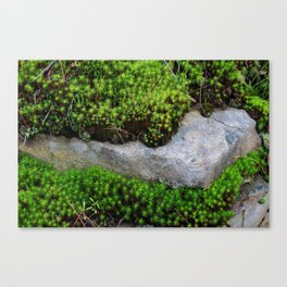 Vibrant Moss Canvas Print