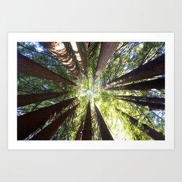 Humboldt California Redwood Trees Art Print