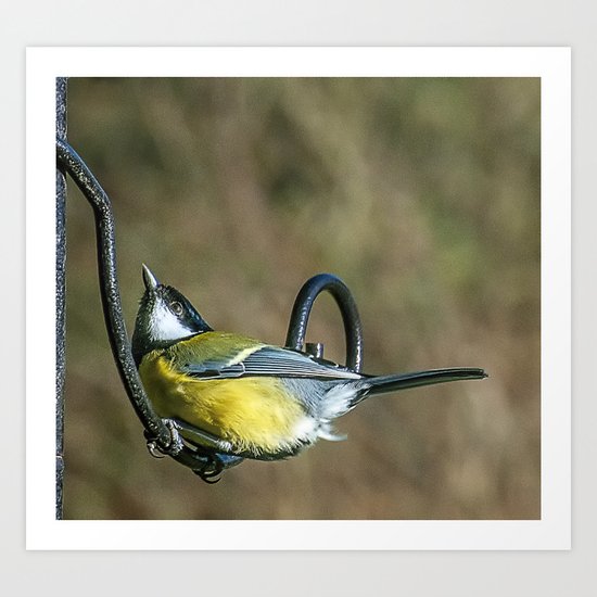 Great Tit Art Print